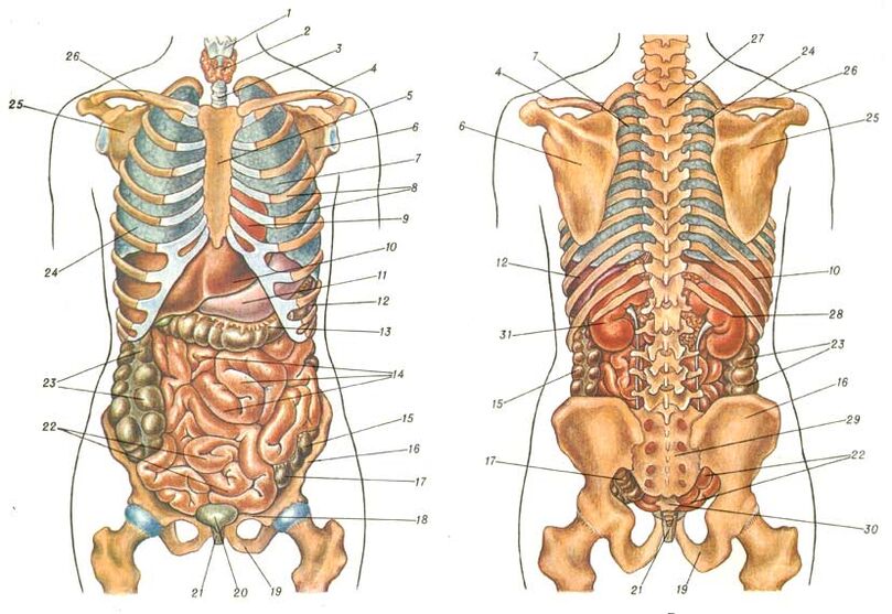 Estrutura corporal e dor baixo o omóplato esquerdo