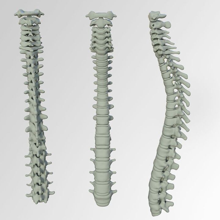 Columna vertebral